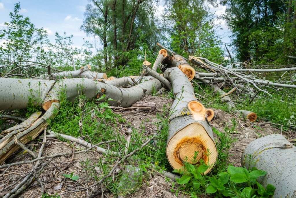 Deforestation paragraph, speakenglisgbd